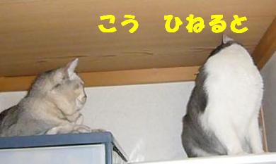 旦那のお気に入り_f0002743_12463393.jpg