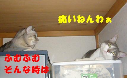 旦那のお気に入り_f0002743_1246534.jpg