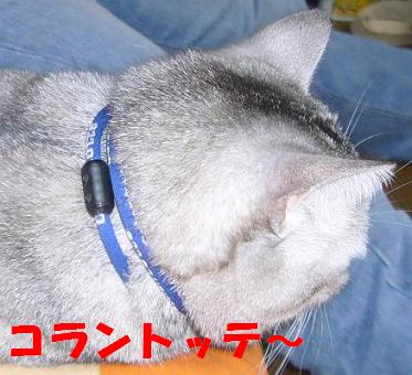 旦那のお気に入り_f0002743_12471680.jpg