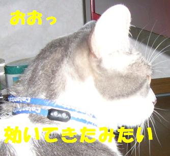 旦那のお気に入り_f0002743_12474046.jpg
