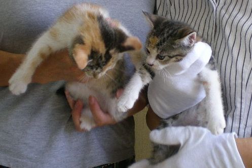 2008年9月18日(水)愛ちゃんと心ちゃんが・・・!_f0060461_1415359.jpg