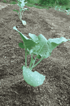 a0086067_10193927.gif