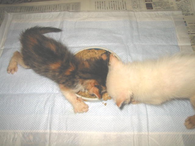 e0031572_88855.jpg