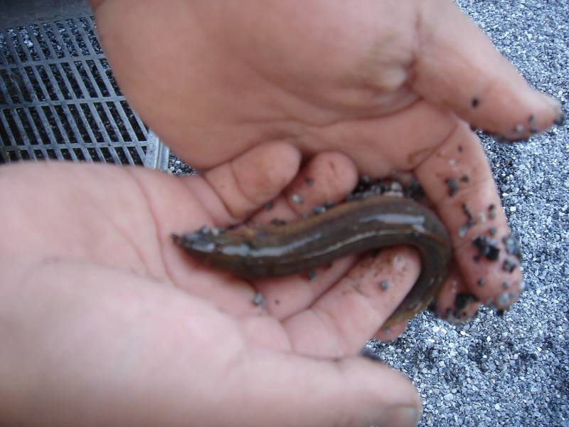 ビオトープと子どもの魚とり_f0059673_1973066.jpg