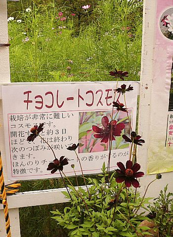 d0078486_1113728.jpg