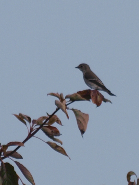 陣馬山　エゾビタキ？_d0146592_1595592.jpg