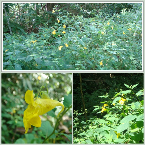 野幌の山野草　９月４日には・・・_f0146493_1637428.jpg