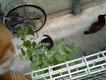 今日の治療と食事～動じない猫たちと昔の猫たち_d0053201_16372451.jpg