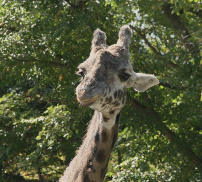 敬老の日特別メニュー・キリン編_c0155902_2131411.jpg