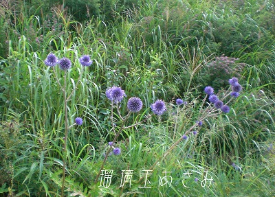 草原の野草_b0141916_1845458.jpg