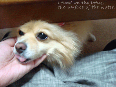 b0075318_1719560.gif
