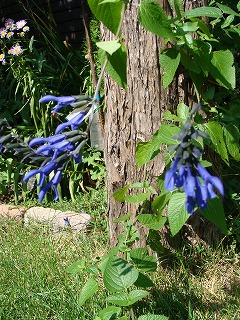 f0170524_1132388.jpg