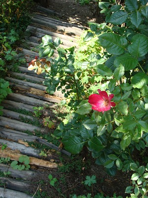 f0170524_11494450.jpg