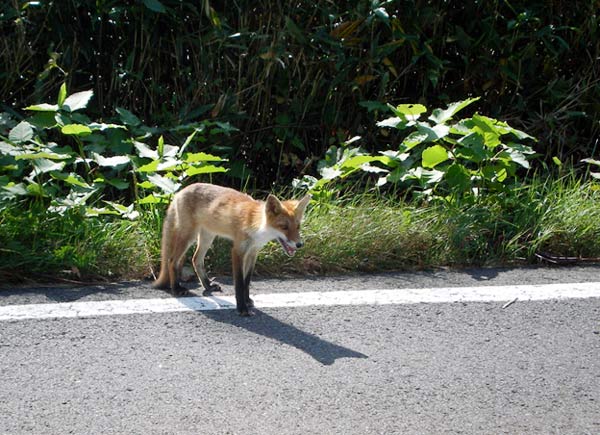 久々に「北キツネ」と遭遇しました！　＆洞爺湖のおすすめランチ！_e0037129_16272756.jpg