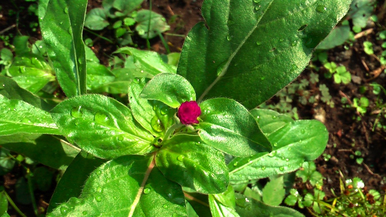 ちいさい花だんにお客さま。。。千日紅、サルビア、カマキリ_f0153529_1204194.jpg