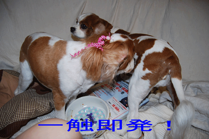 c0136838_21164436.gif
