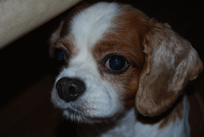 c0136838_2173932.gif