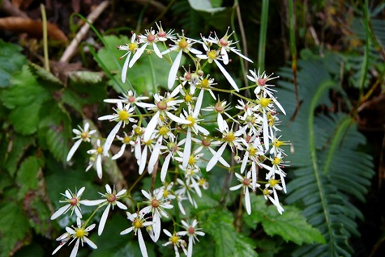 f0003138_93451.jpg