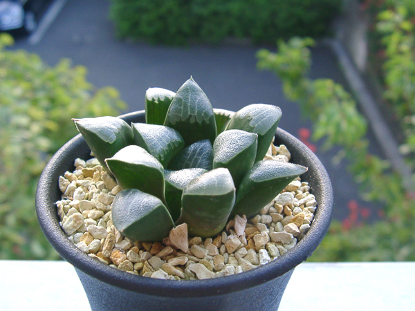 42d ハオルチア　多肉植物　温玉コレクタ　自家繁殖 42d ハオルチア 多肉植物 温玉コレクタ 自家繁殖 【多肉植物