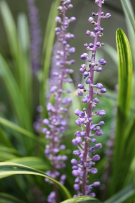 庭の花　　ヤブランとハイビスカス　　　_c0118352_72090.jpg