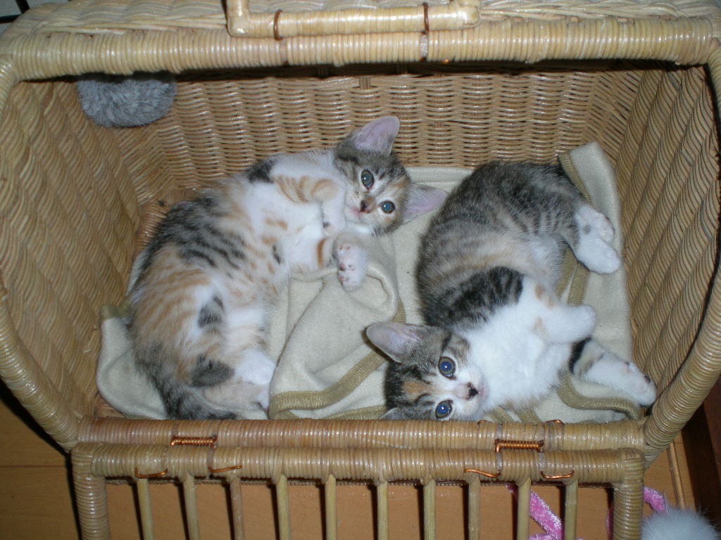 2008年9月19日(金)幸運の子猫3姉妹!_f0060461_22504123.jpg