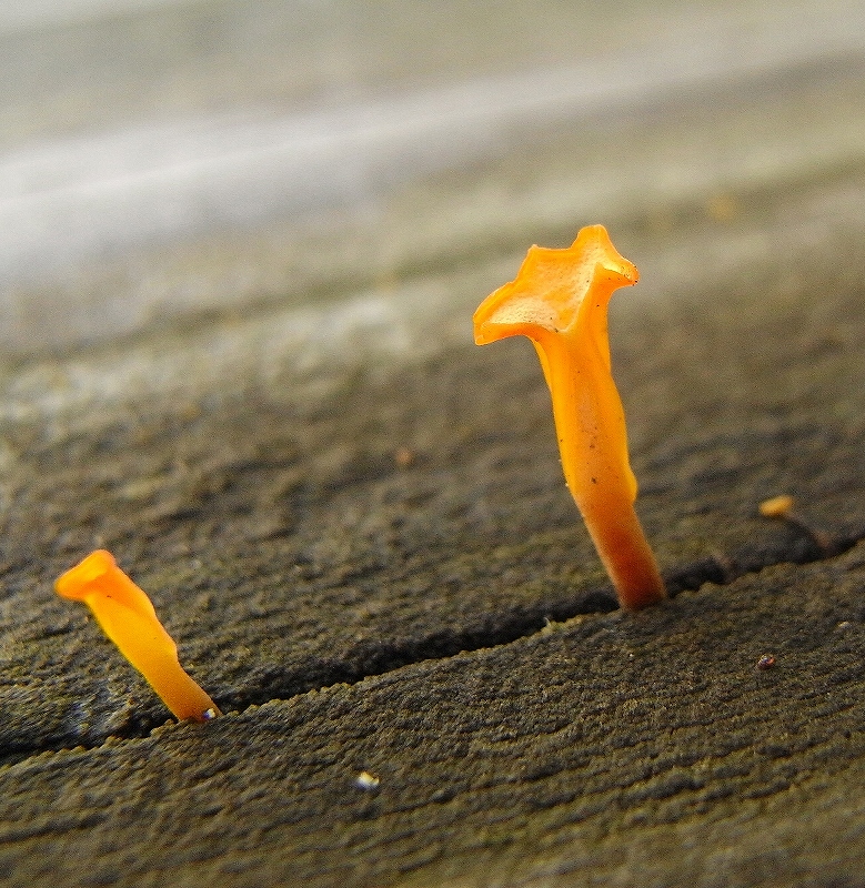 ベランダからキノコ 虫央堂