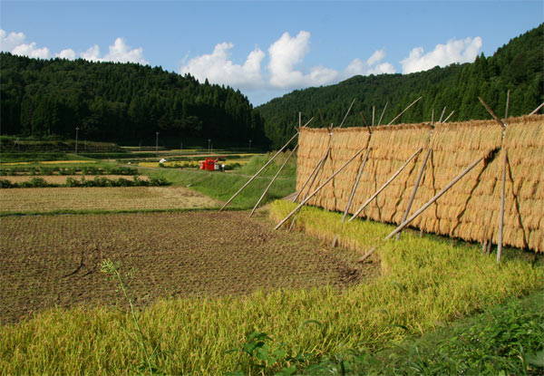 2008-09-19≪奥能登・秋の田園風景≫_e0136475_20464510.jpg