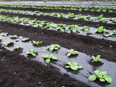 秋の野菜の成育 　９月１９日（金）_c0145581_11252650.jpg