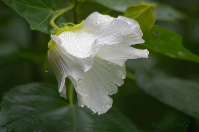 雨の北鎌倉　　雨の中初めてカメラを向けて２_b0151409_2253575.jpg