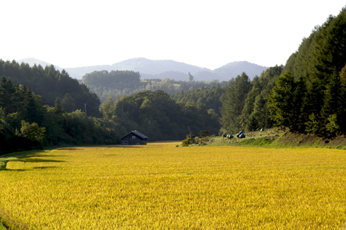 実り_c0033513_17493083.jpg