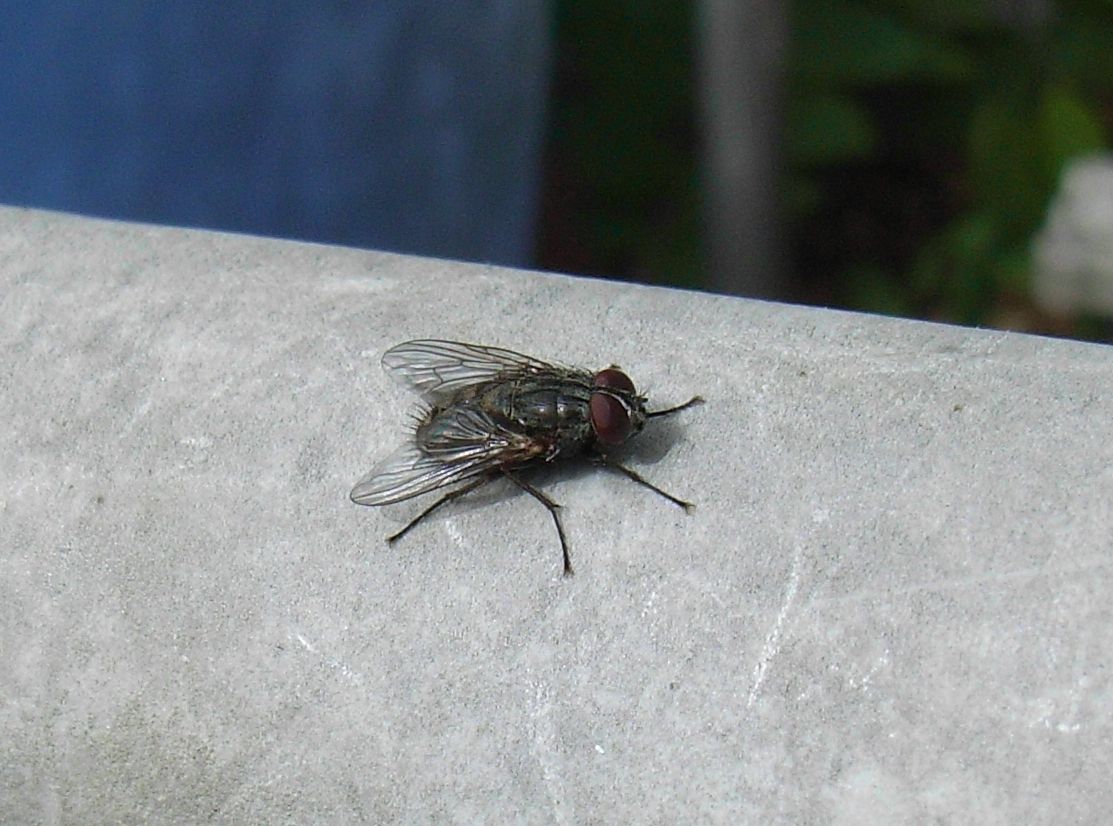 コルチカム_c0025115_1811481.jpg