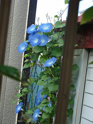 f0170524_1281441.jpg