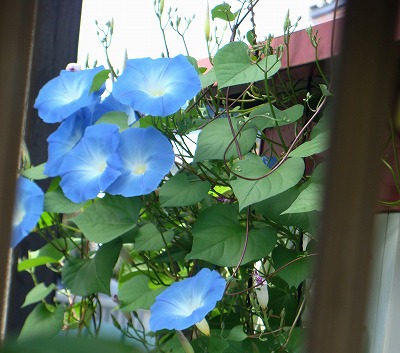 f0170524_1281961.jpg