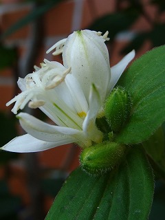f0170524_1285937.jpg