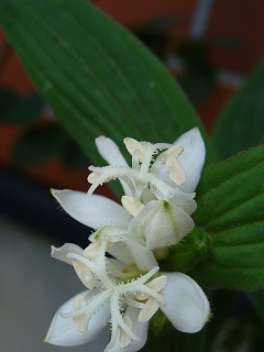 f0170524_129550.jpg
