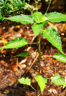 ムカゴイラクサを食べる 食べられる野生植物の写真と 秘密の料理