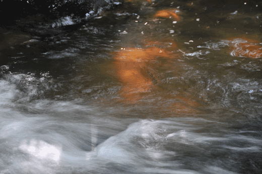 c0093046_8152145.gif