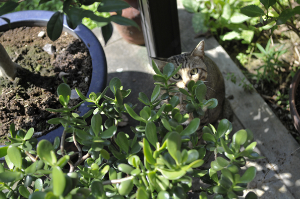 野良猫の運命　（No.211　08/09/20）_d0151247_20361955.jpg