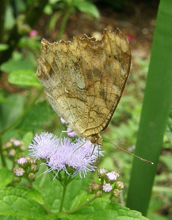 e0064158_24495.jpg