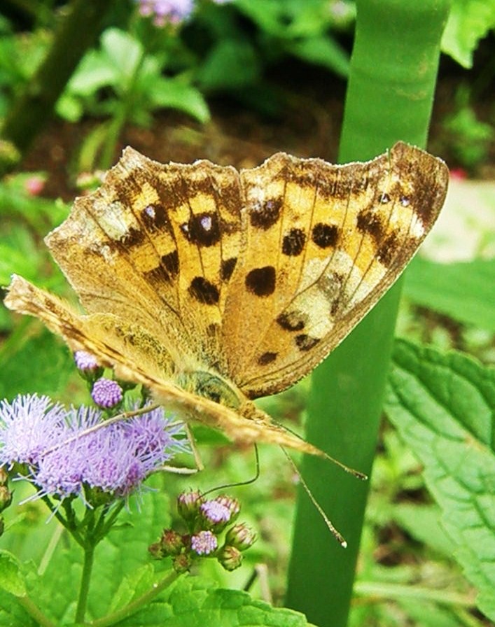 e0064158_25043.jpg