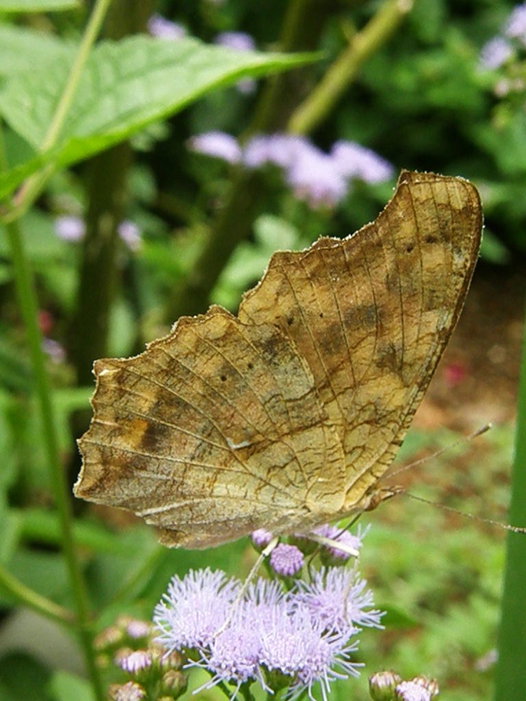 e0064158_25497.jpg
