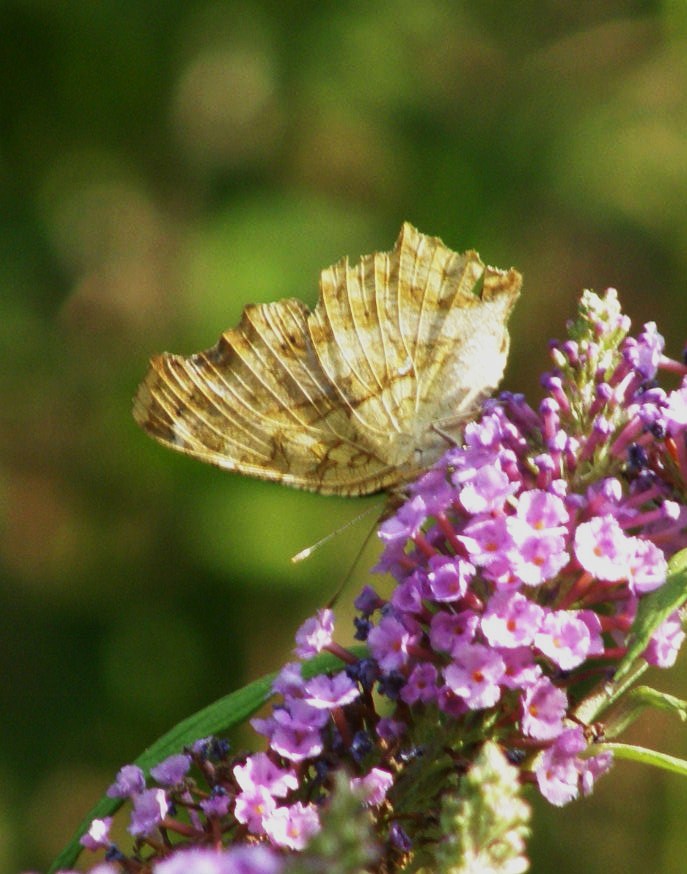 e0064158_28364.jpg