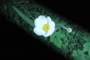 a0086067_953460.gif