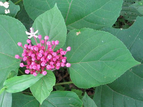 ボタンクサギ 牡丹臭木 植物の生態散歩