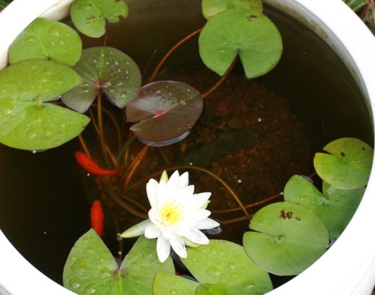 睡蓮と金魚 寧楽悠々自然流