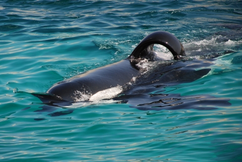 水族館でシャチを飼うということ しーままのつぶやき D80フォト日記