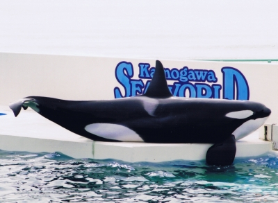 水族館でシャチを飼うということ しーままのつぶやき D80フォト日記