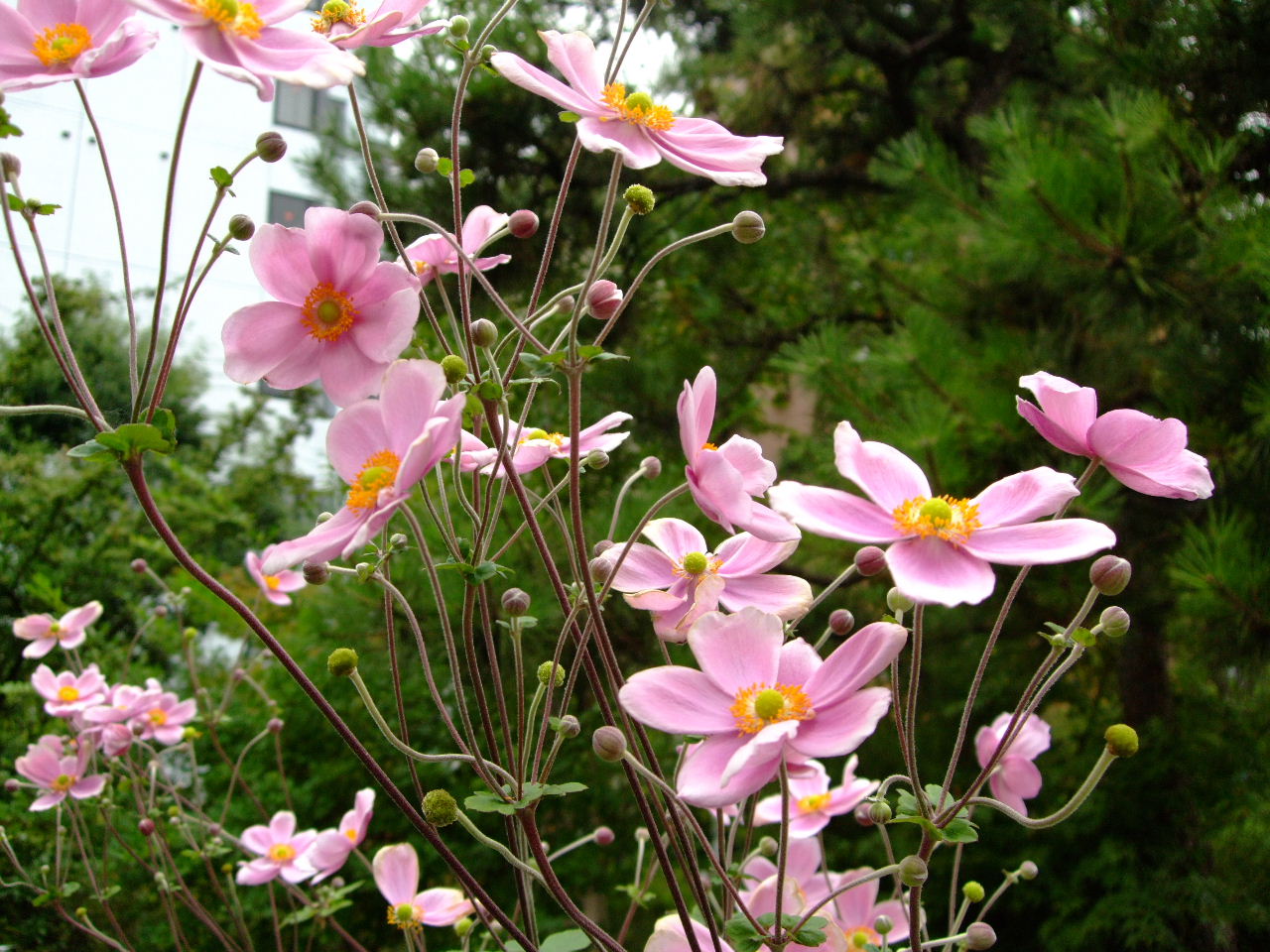 初秋の榴岡散歩☆秋明菊 （しゅうめいぎく）_f0100593_16222359.jpg