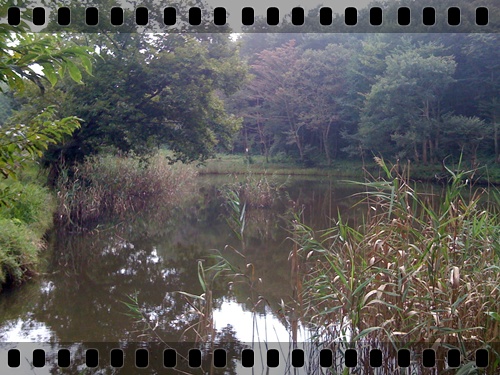 2008/09/21 栃木県 芳賀郡 芳賀町 野池_c0171001_13292710.jpg