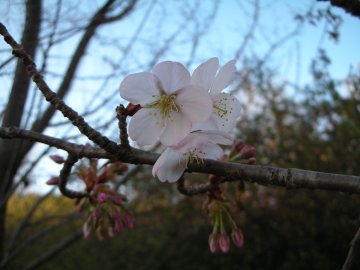 桜、開花宣言_b0046802_9191749.jpg